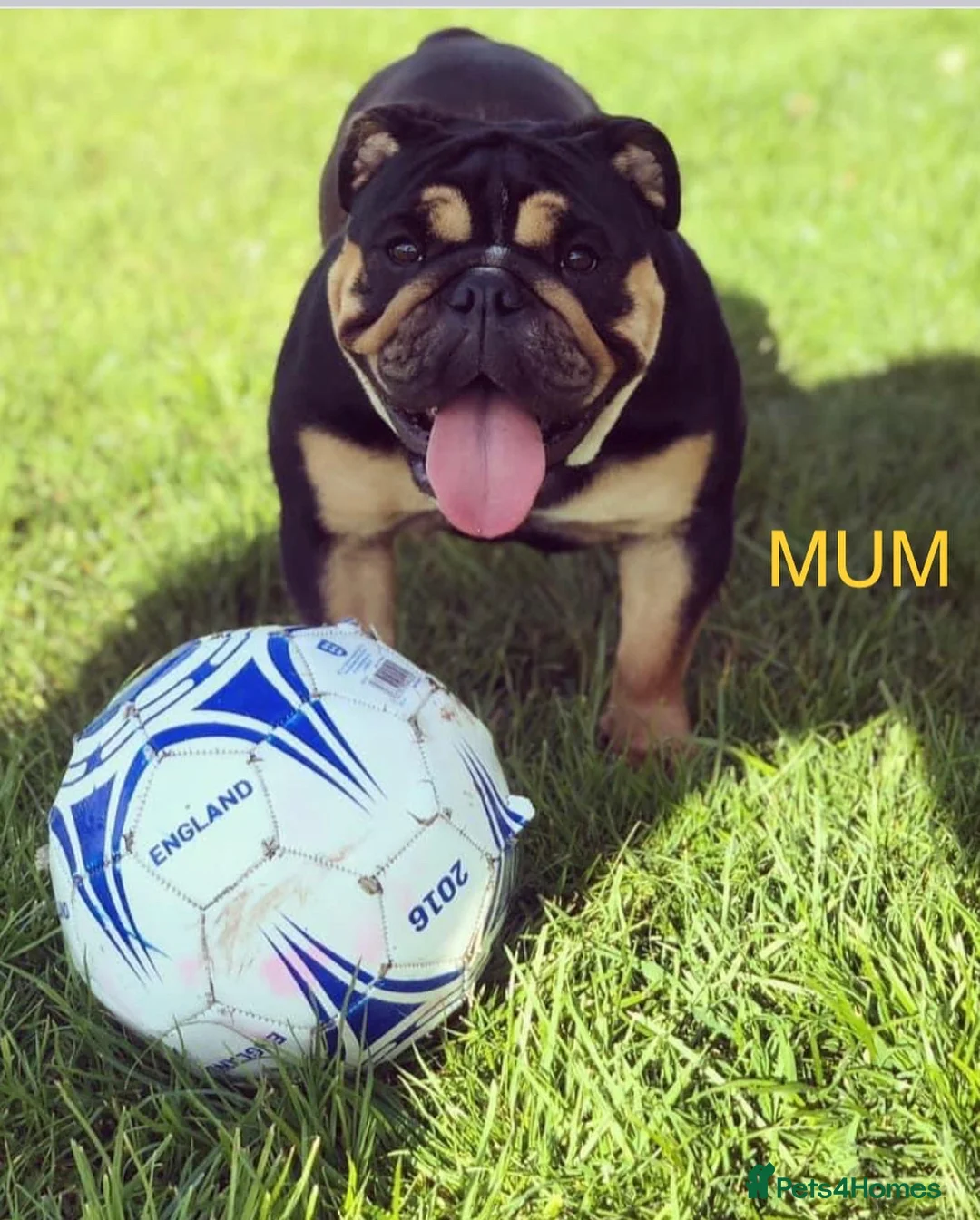 English Bulldog dogs for stud: English Bulldog Stud – Exceptional Temperament - Advert 24