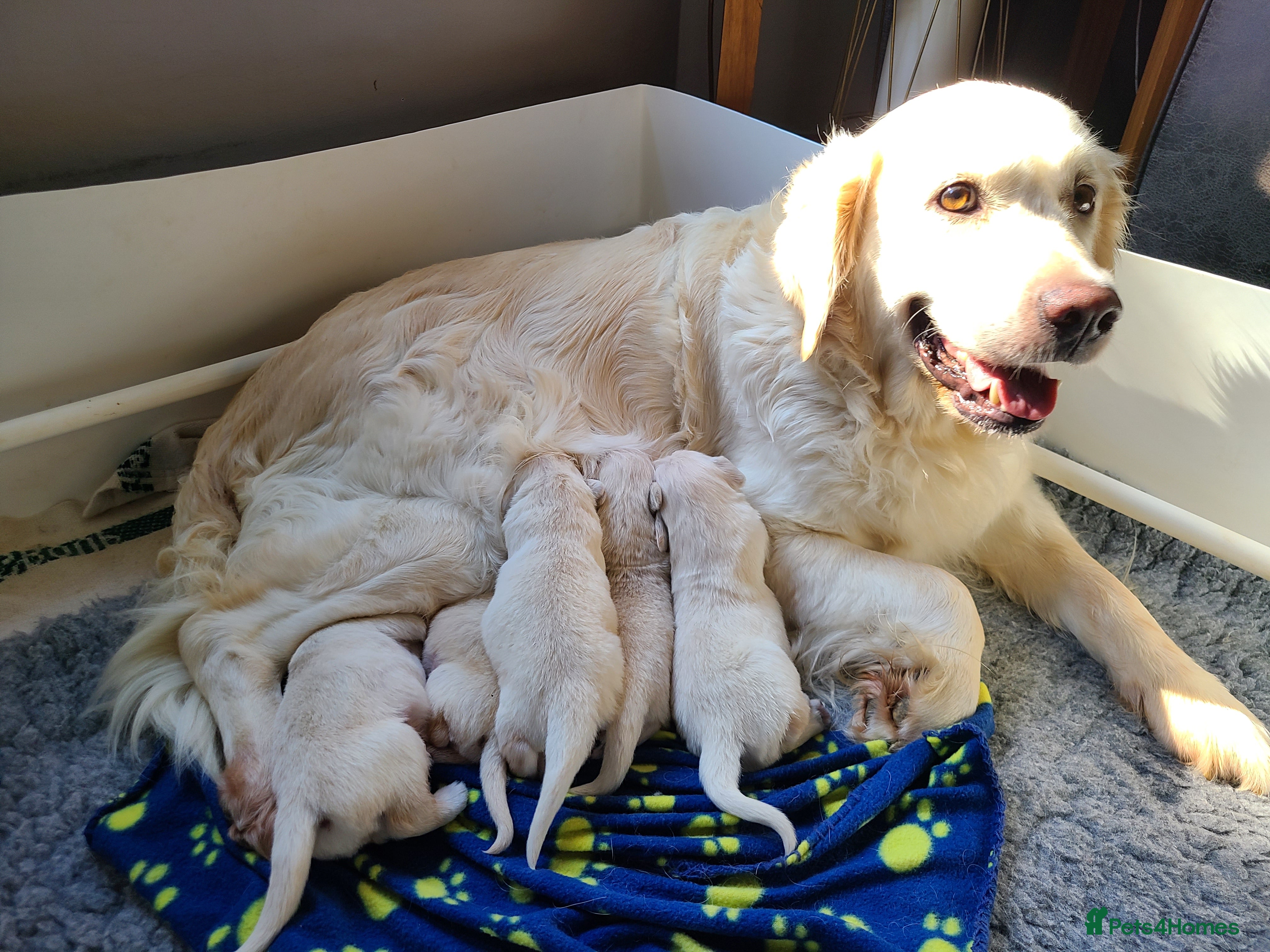 Golden Retriever dogs Stunning KC registered cream golden retrievers - Advert 2