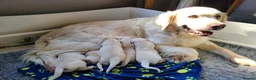 Golden Retriever dogs for sale: Stunning KC registered cream golden retrievers - Advert 1