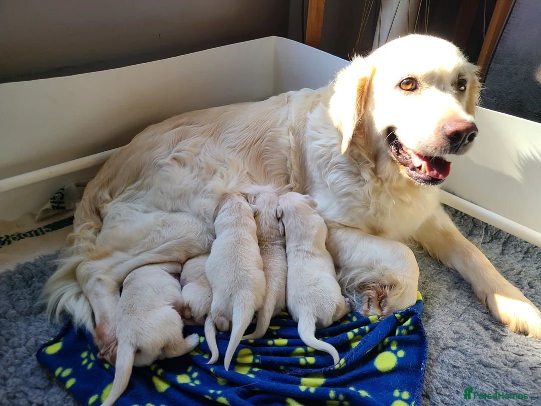 Golden Retriever dogs for sale: Stunning KC registered cream golden retrievers - Advert 1