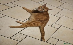 Mixed Breed cats for sale: Rehoming message for lower price - Image 9