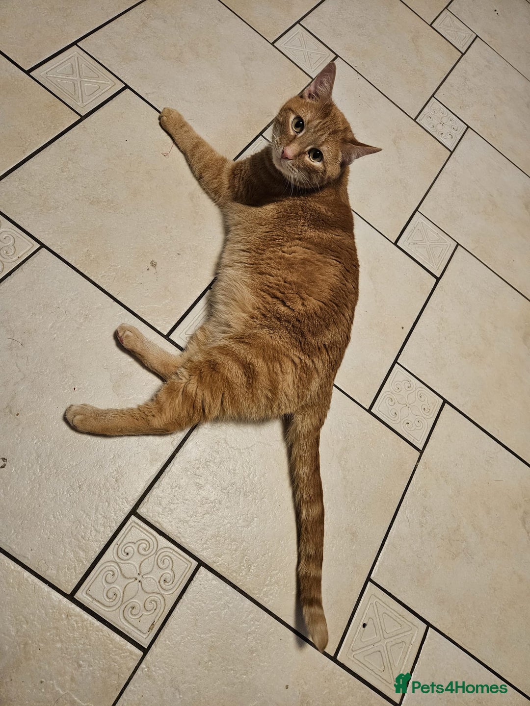 Mixed Breed cats for sale: Rehoming message for lower price - Image 9