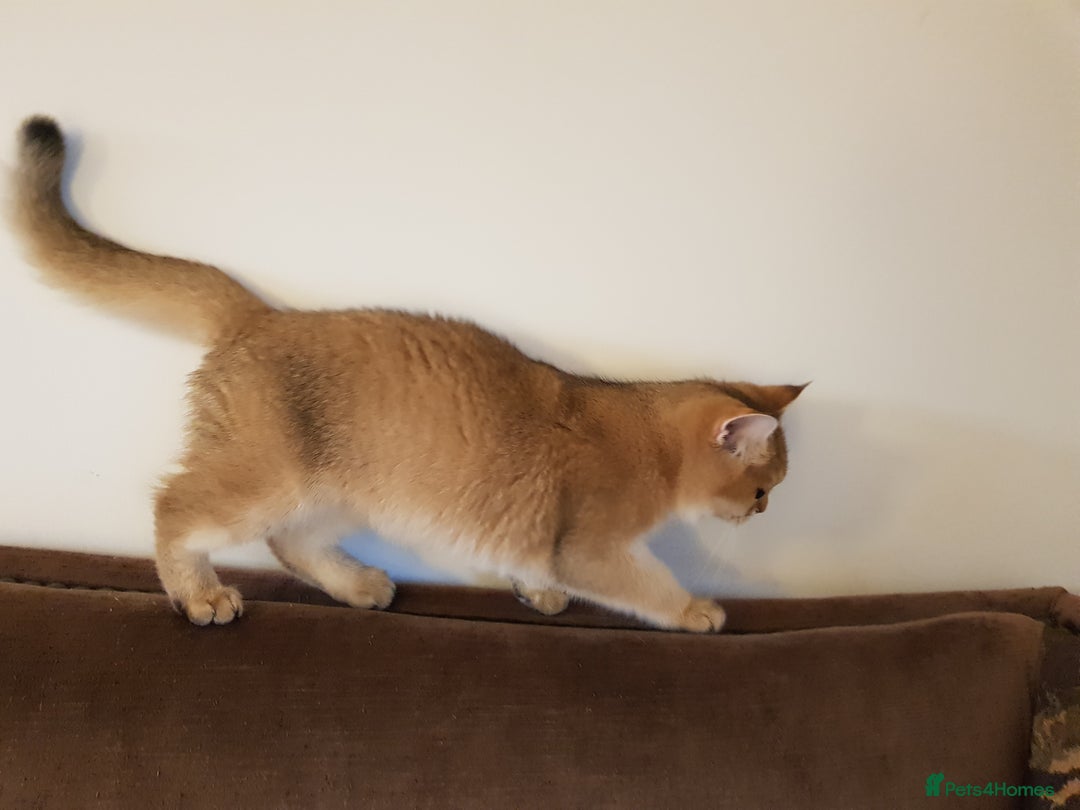 Scottish Fold cats for stud: GOLD CHINCHILLA SCOTTISH STRAIGHT PEDIGREE. STUD in London - Advert 27