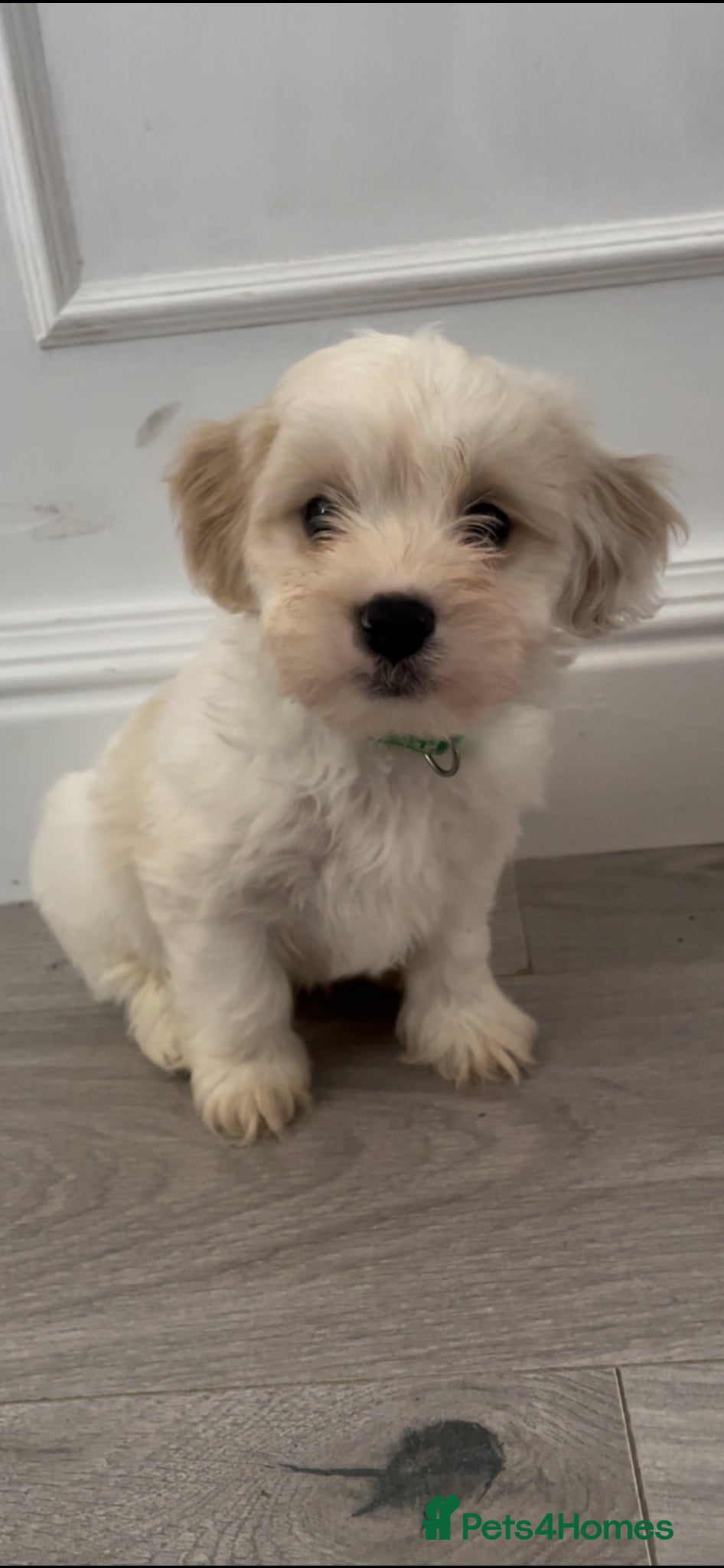 Cavapoo dogs Beautiful Cavapoo puppies *** last boy available * - Advert 16