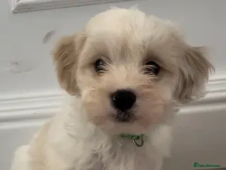 Cavapoo dogs Beautiful Cavapoo puppies *** last boy available * - Advert 16