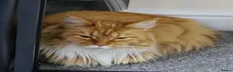 Maine Coon cats for sale: Friendly Maine Coon Female Cat - Advert 7