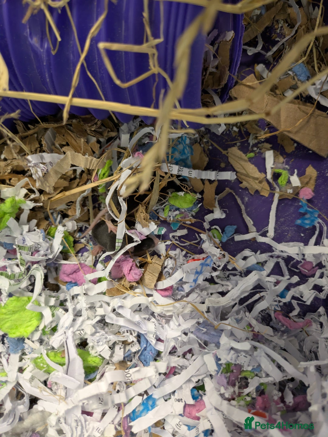 Mouse rodents for sale: Baby mice mixed  - Image 8