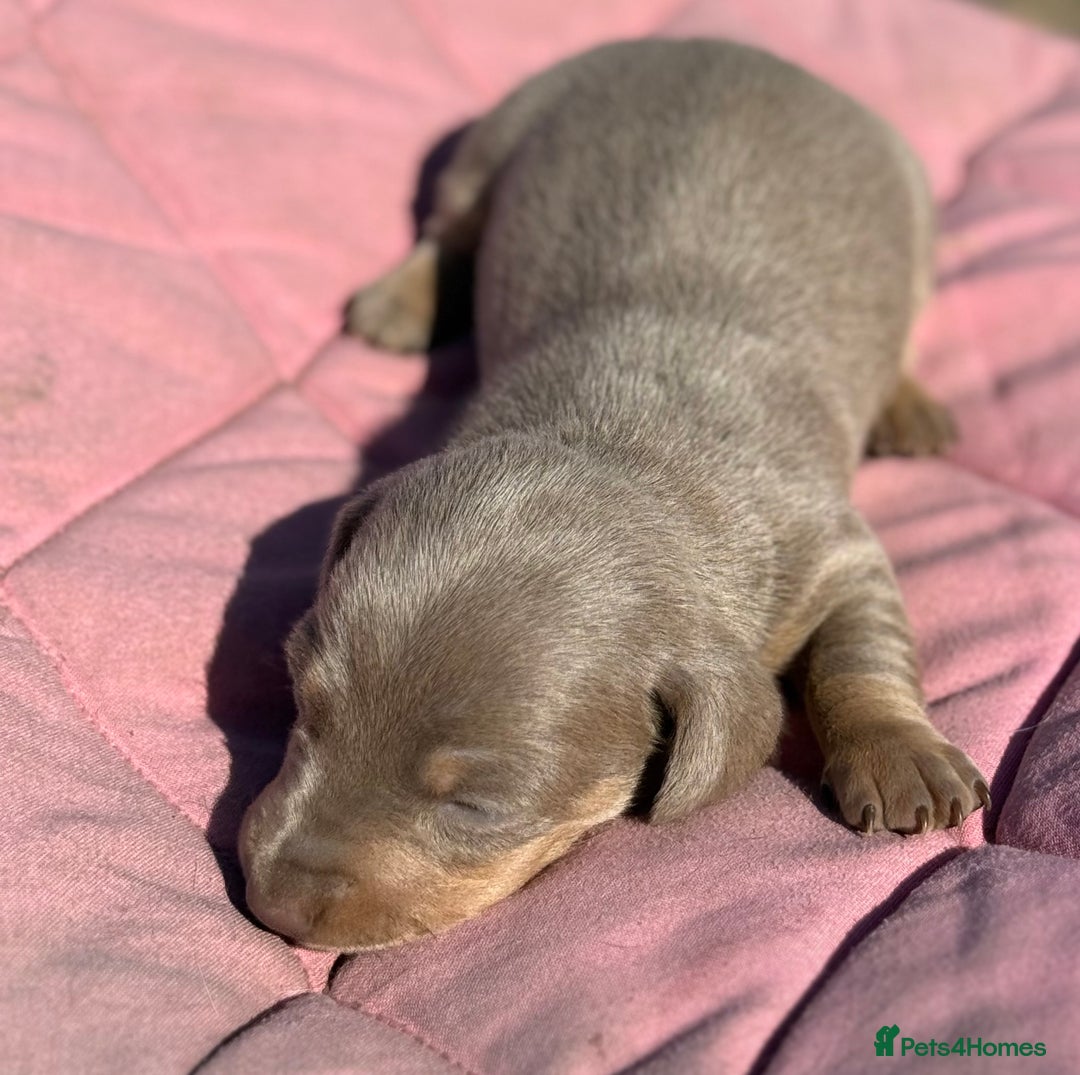 Miniature Dachshund dogs for sale: Miniature dachshund puppy’s ❤️ - Image 8