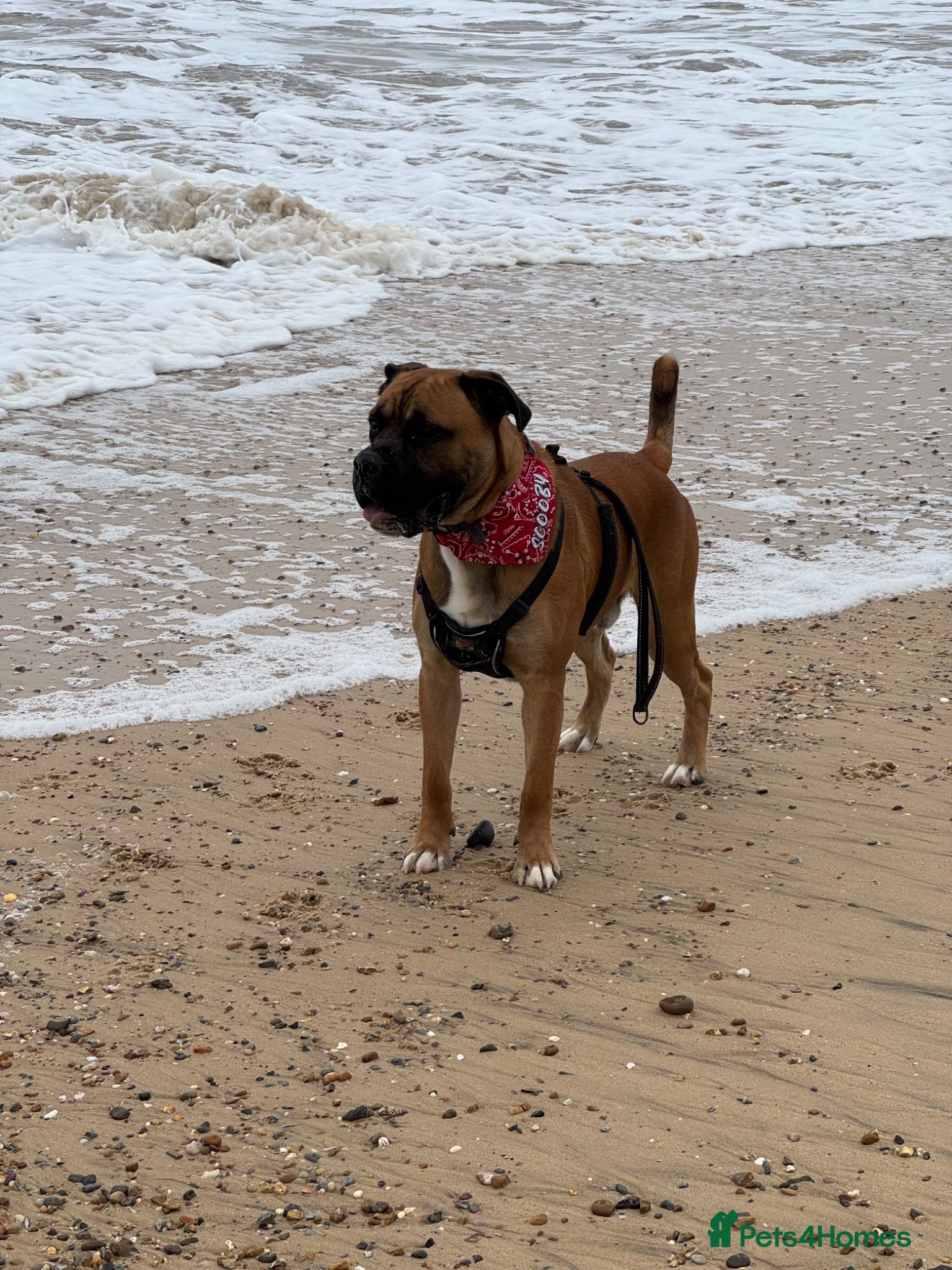 Mixed Breed dogs for sale: Active and Loving Boy Needing Loving Home  in Bury Saint Edmunds - Advert 3