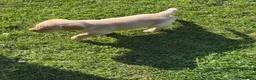 Labrador Retriever dogs for sale: Well handled Labrador puppies need a loving home - Advert 11