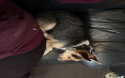 Mixed Breed dogs for sale: 23 month old chihuahua x border terrier female  - Image 6
