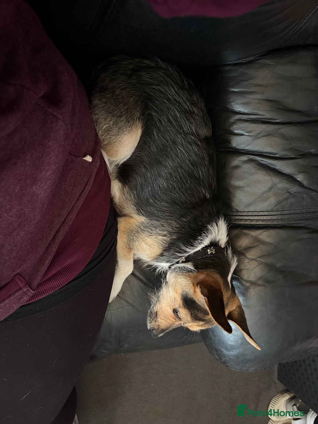 Mixed Breed dogs for sale: 23 month old chihuahua x border terrier female  - Image 6