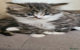 British Shorthair cats for sale: British Short-hair kittens - Image 17