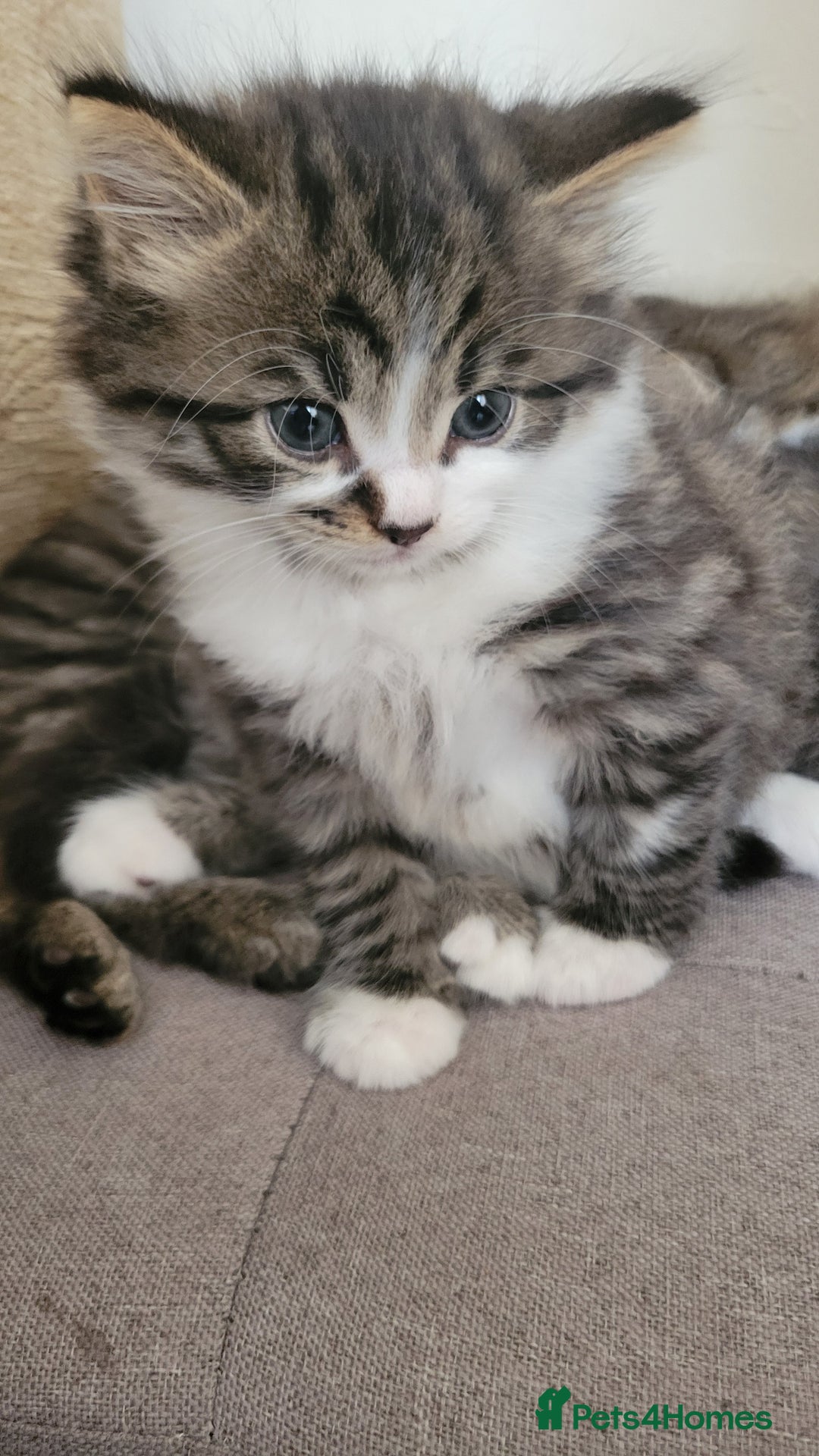 British Shorthair cats for sale: British Short-hair kittens - Image 17