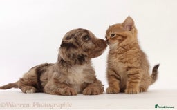 British Shorthair cats for sale: Stunning British shorthair - Image 16