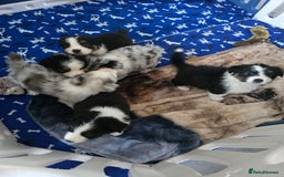Australian Shepherd dogs for sale: Kc reg austraian shepards  - Image 10