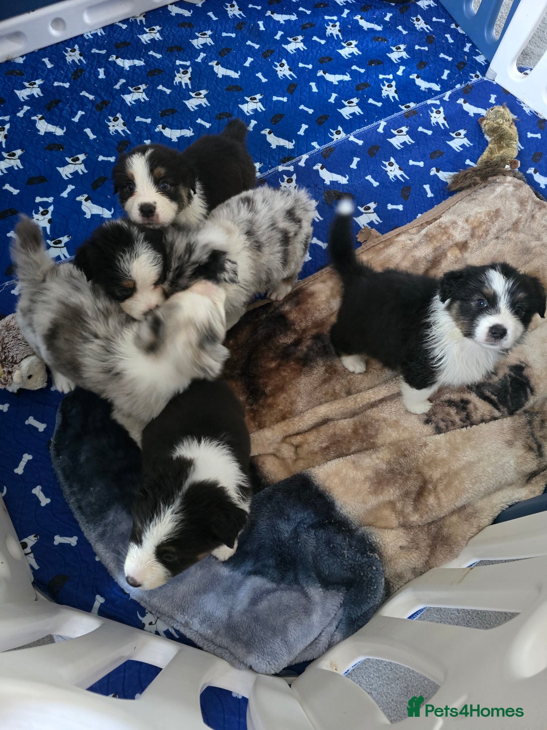 Australian Shepherd dogs for sale: Kc reg austraian shepards  - Image 10