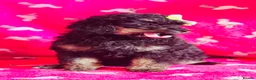 Toy Poodle dogs for sale: *REDUCED* ONLY ONE BOY AVAILABLE - Advert 7