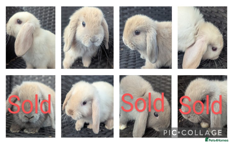 Mini Lop rabbits - Advert 2