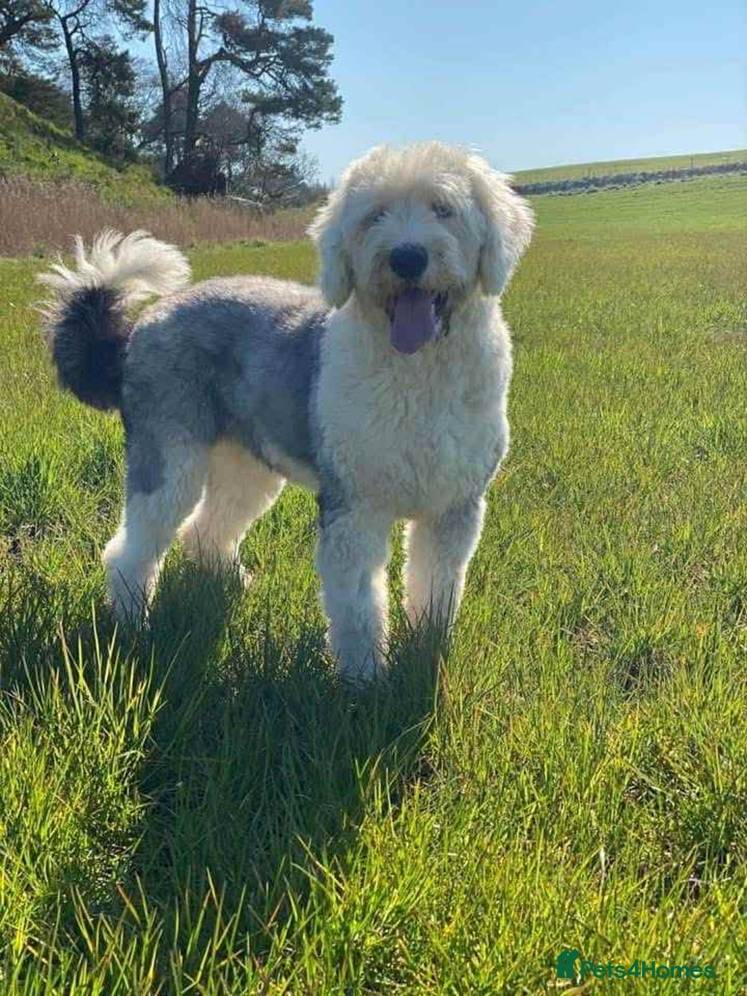 Sheepadoodle dogs for sale: unique sheepadoodles due - Image 39