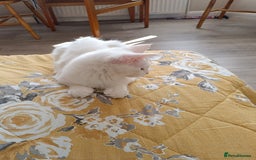 Turkish Angora cats for sale: Turkish angora mix girls - Image 5
