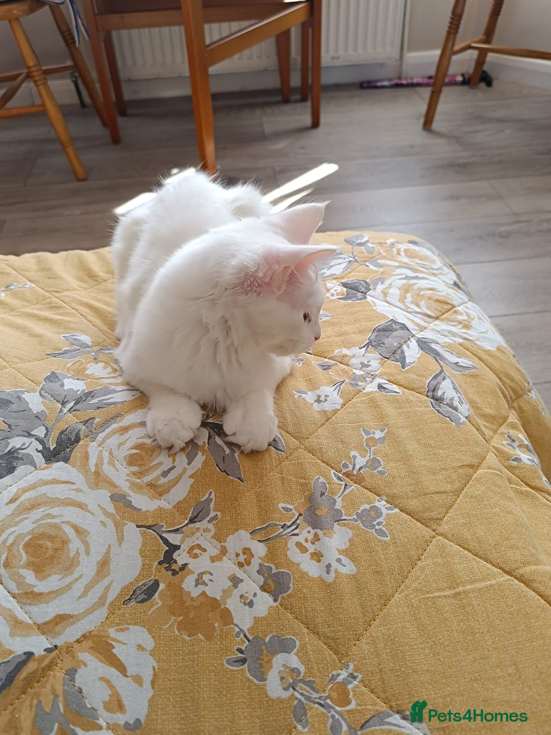 Turkish Angora cats for sale: Turkish angora mix girls - Image 5
