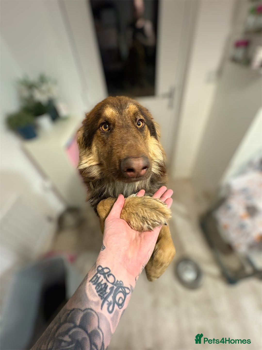 German Shepherd dogs for sale: German shepherd  - Advert 4