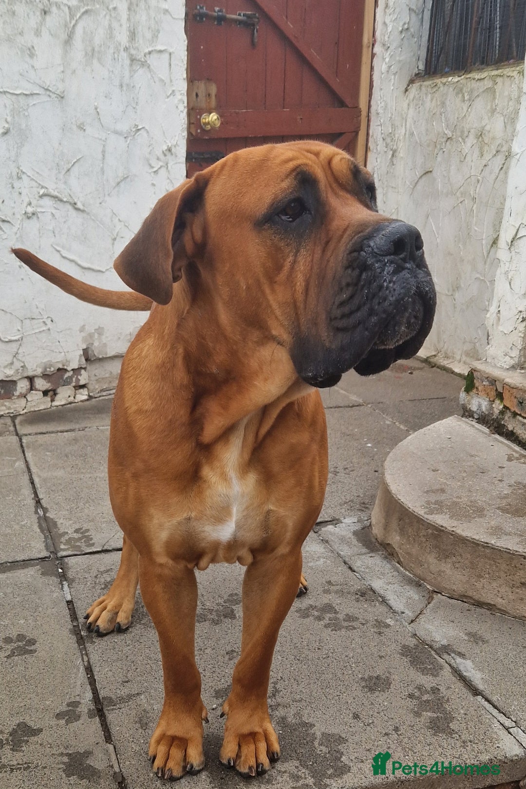 Mixed Breed dogs for stud: Big Lad for Stud - Image 2