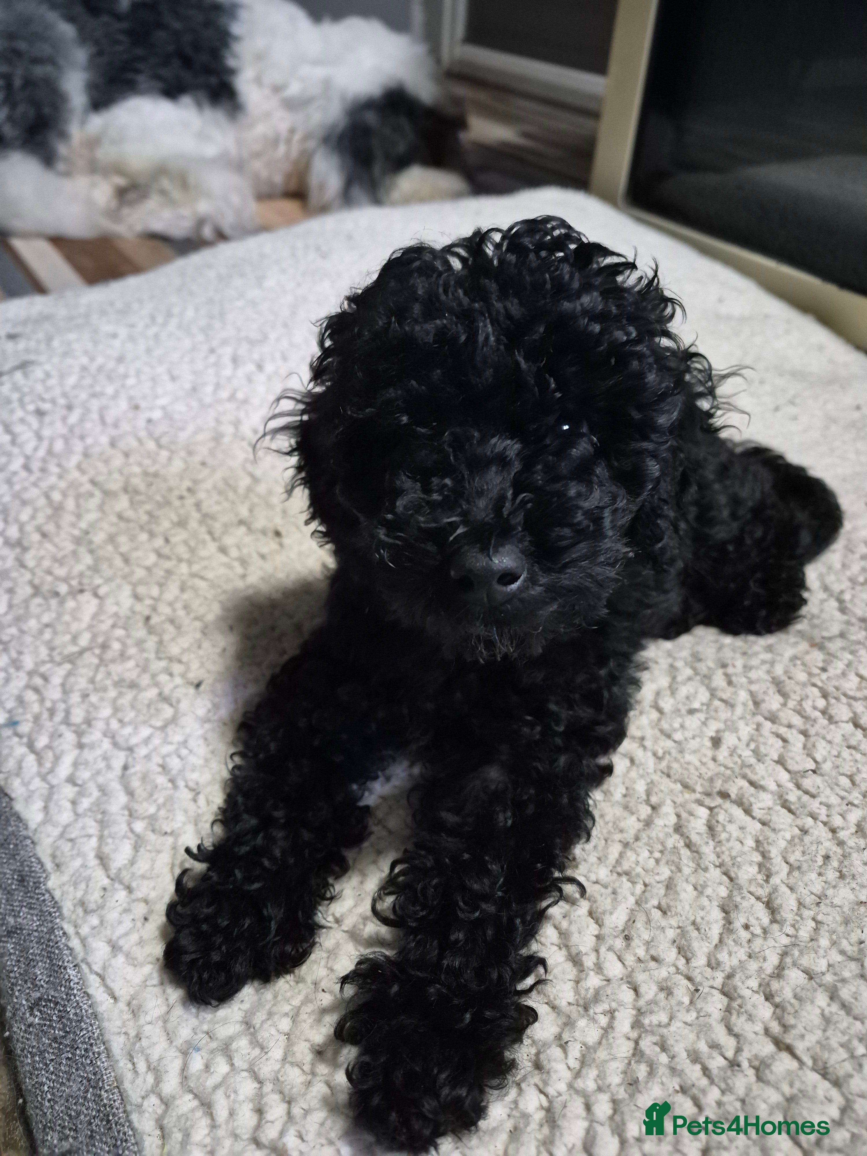 Toy Poodle dogs Kc male toy poodle - Advert 3
