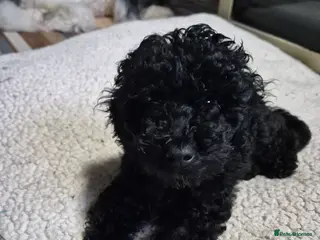 Toy Poodle dogs Kc male toy poodle - Advert 3