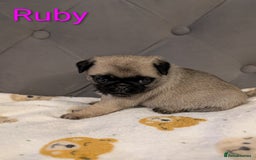 Pug dogs for sale: Pug Puppies - Image 5