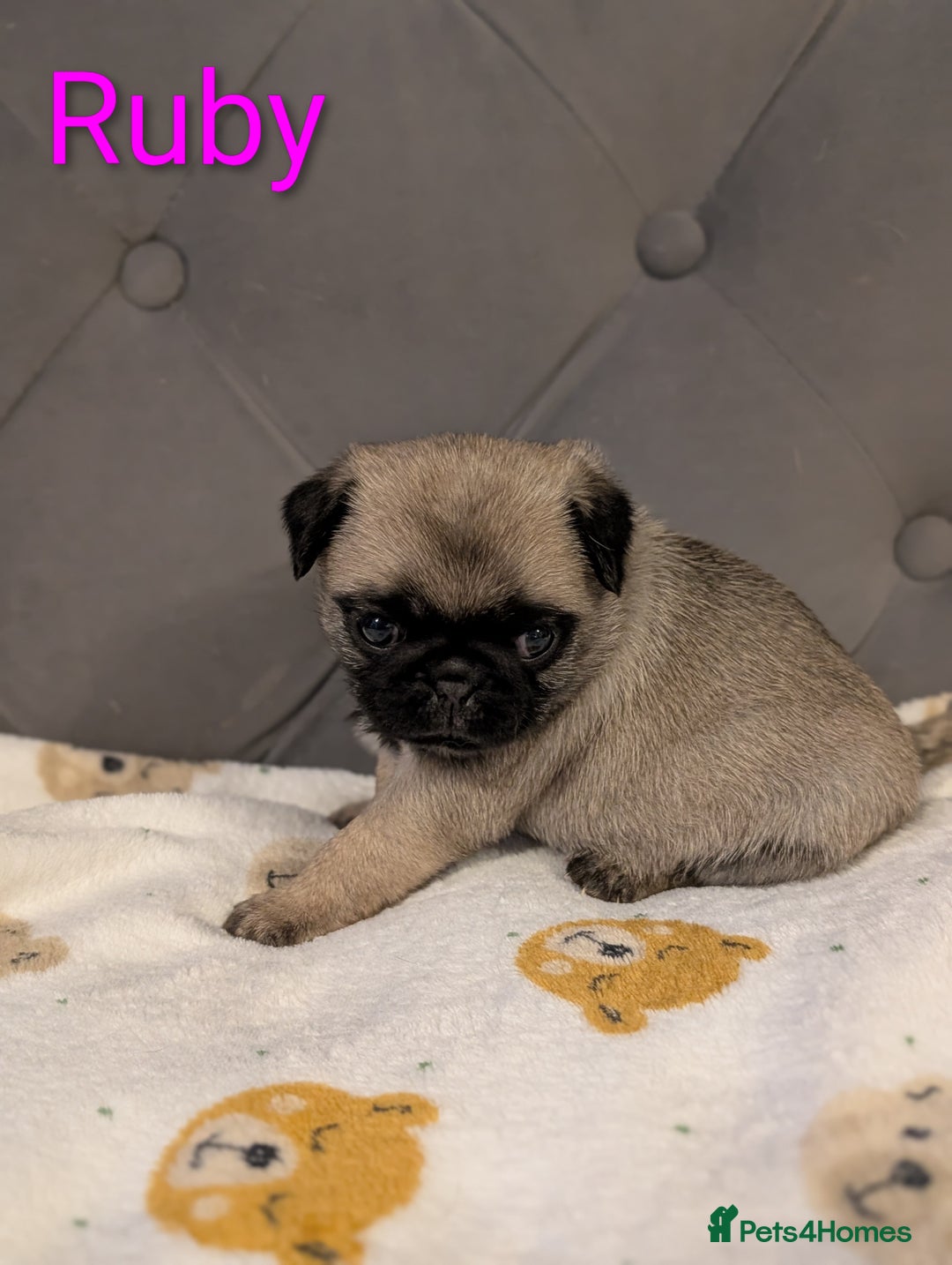 Pug dogs for sale: Pug Puppies - Image 5