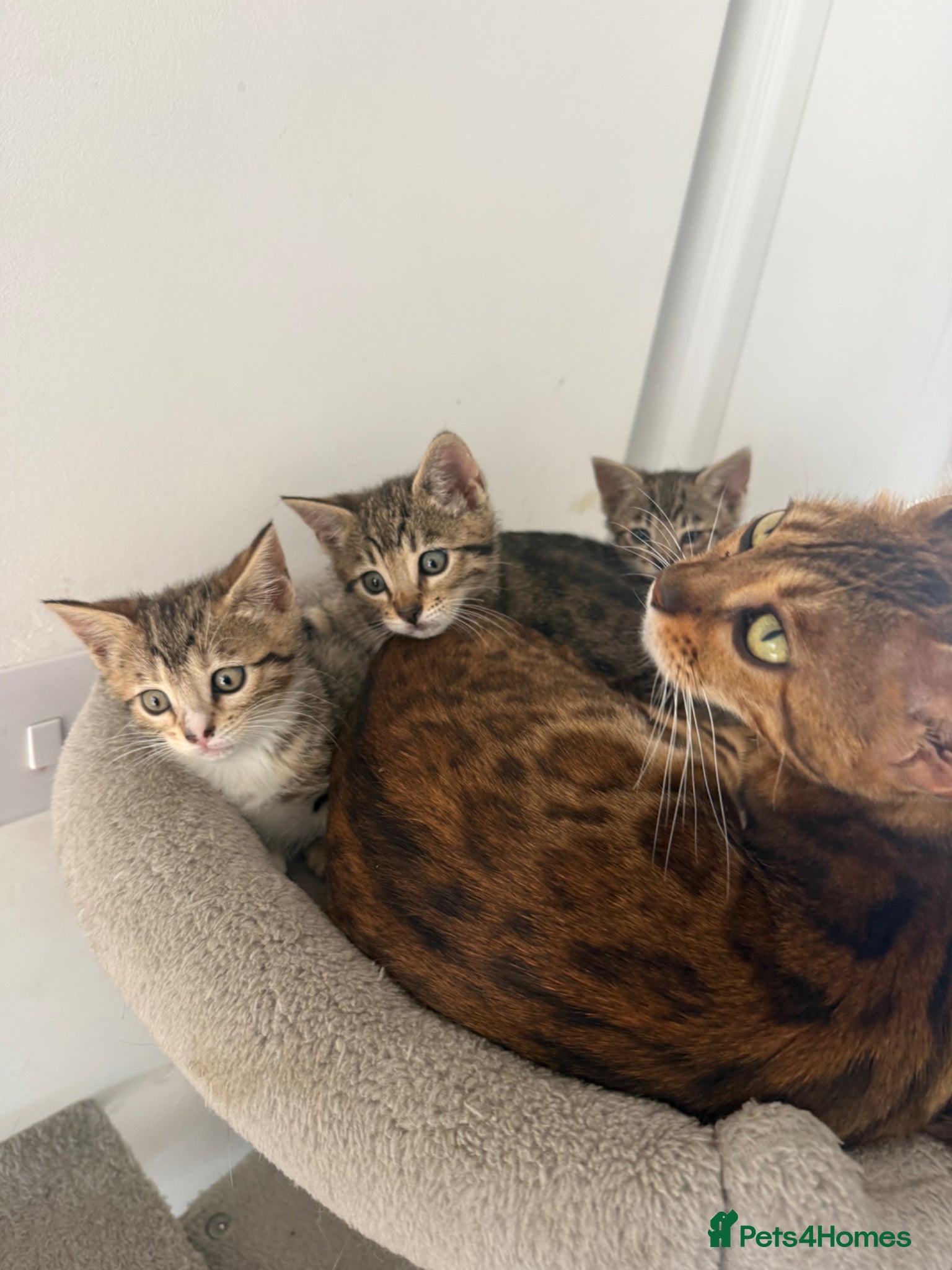 Bengal cats Half Bengal 2 female kittens 🐱  - Advert 1