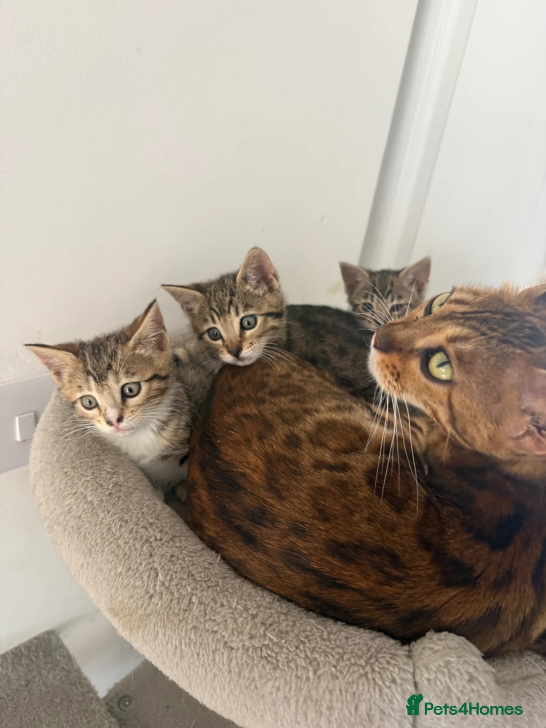 Bengal cats for sale: Half Bengal 2 female kittens 🐱  - Advert 1