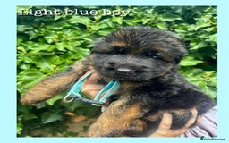 German Shepherd dogs for sale:   GSD puppies' fluffy coats  - Image 6