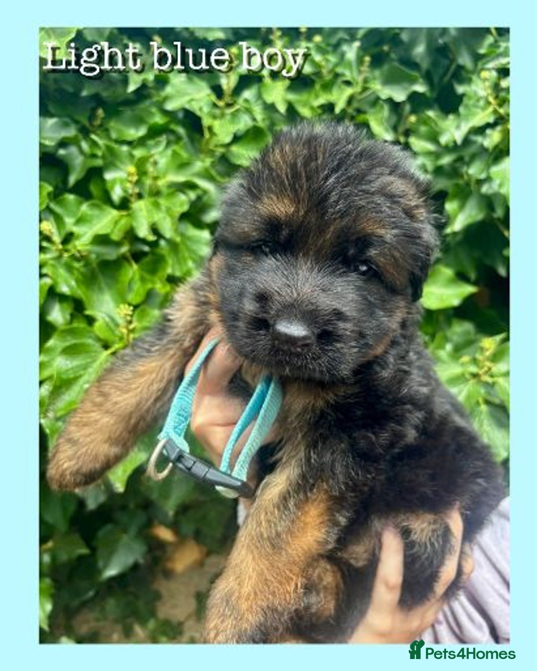 German Shepherd dogs for sale:   GSD puppies' fluffy coats  - Image 6
