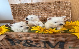 West Highland Terrier dogs for sale: Westie puppies  - Image 14