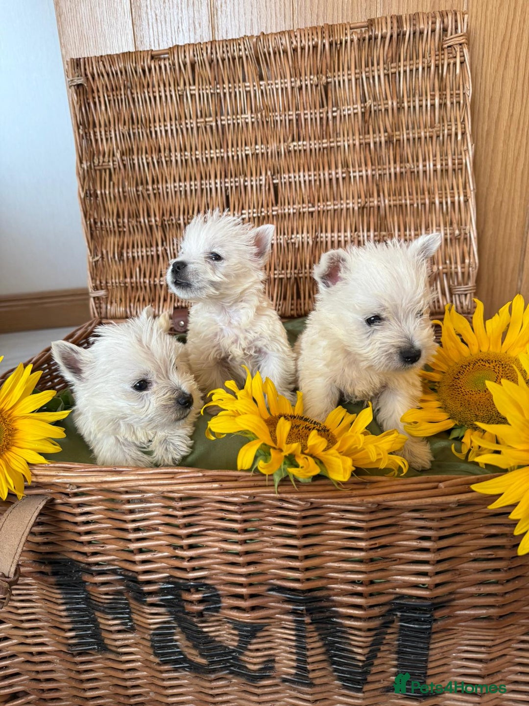 West Highland Terrier dogs for sale: Westie puppies  - Image 14