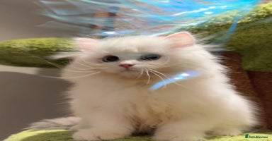 Munchkin cats Top level Super stunning & rare Minuet - Advert 2