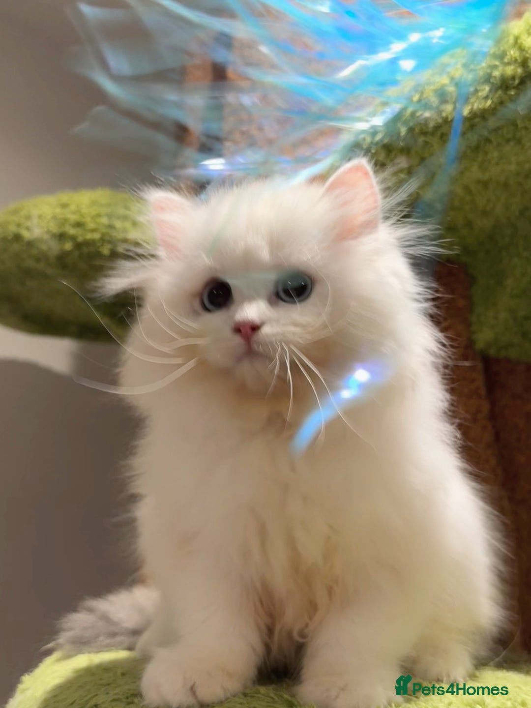 Munchkin cats for sale: Top level Super stunning & rare Minuet - Advert 3