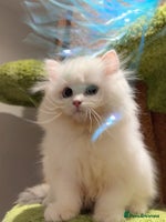 Munchkin cats Top level Super stunning & rare Minuet - Advert 1