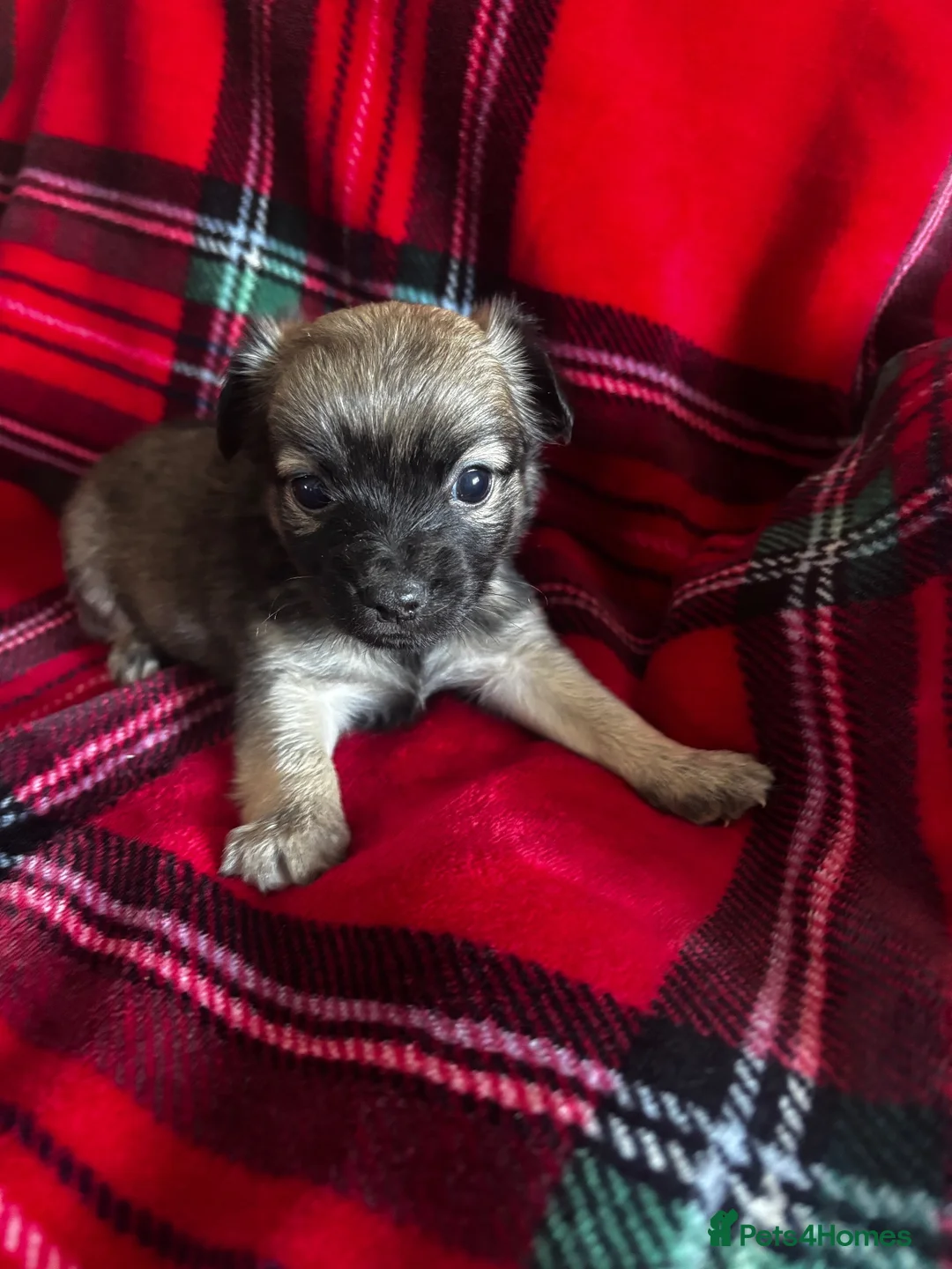 Chihuahua dogs for sale: Longhaired Chihuahua  - Advert 21