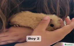 Guinea Pig rodents for sale: Male guinea pigs - Image 4