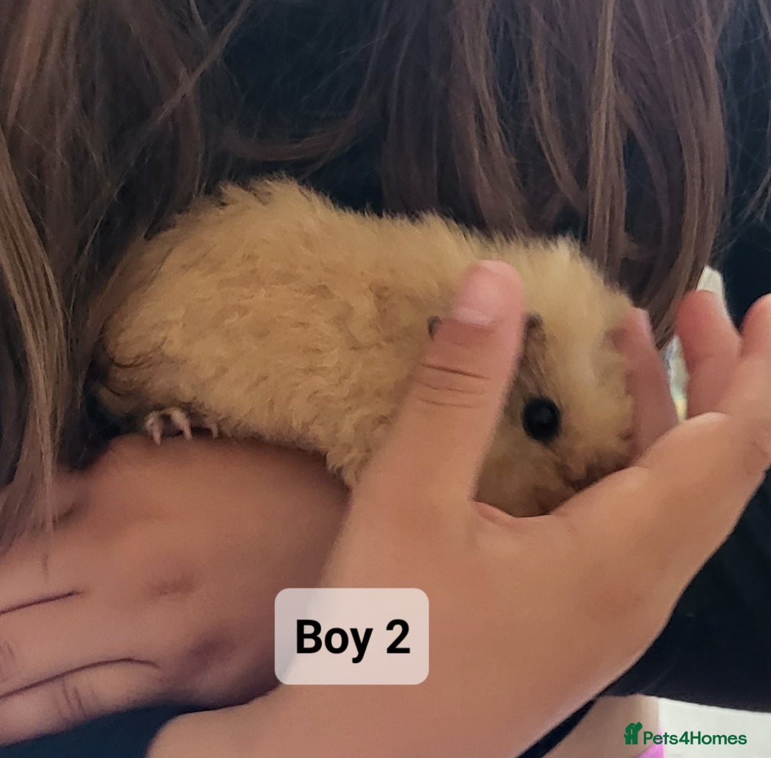Guinea Pig rodents for sale: Male guinea pigs - Image 4