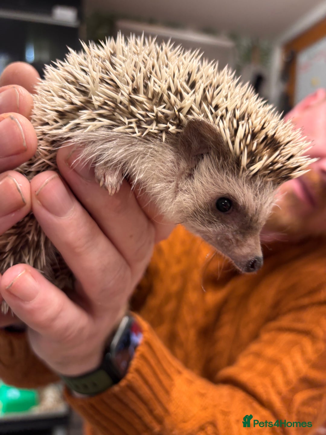 Pygmy Hedgehog rodents for sale: African Pygmy hedgehog  - Advert 2