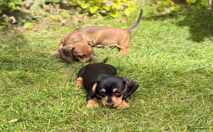 Miniature Dachshund dogs - Advert 14