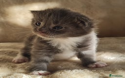 Maine Coon cats for sale: MAINE COONE KITTENS POLYDACTYL&NON POLYDACTYL   - Advert 23