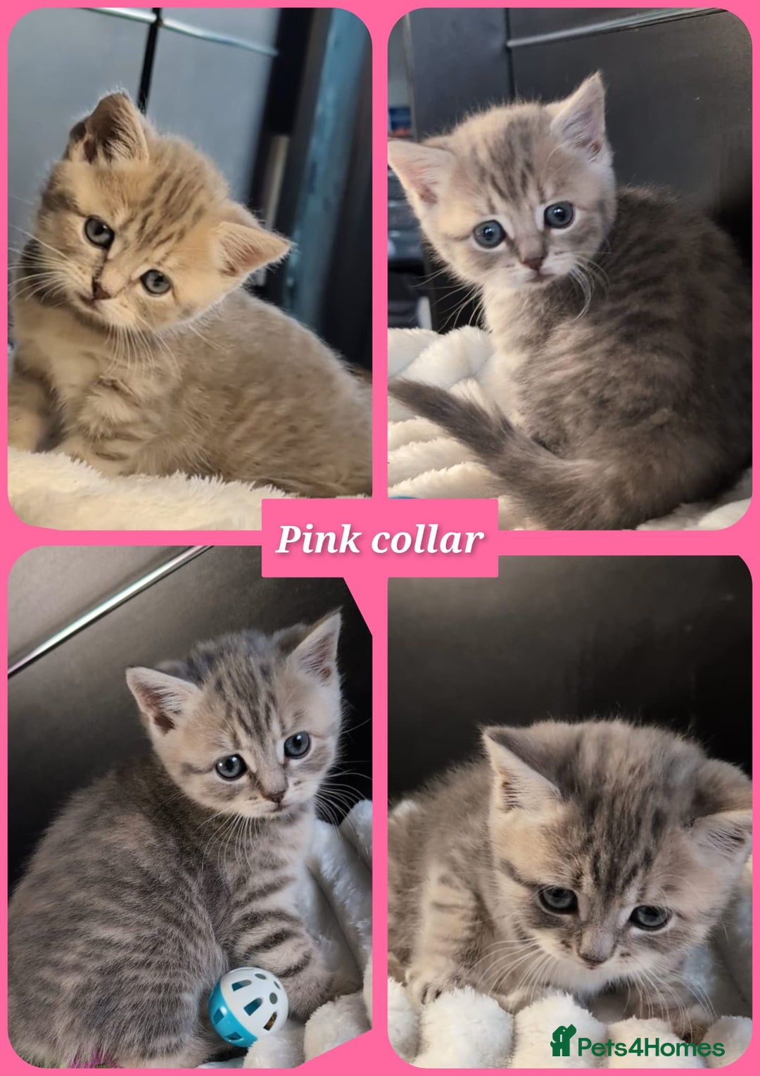 British Longhair cats for sale: 💖💙 BSH and BLH ● TICA & GCCF reg ●  - Advert 15