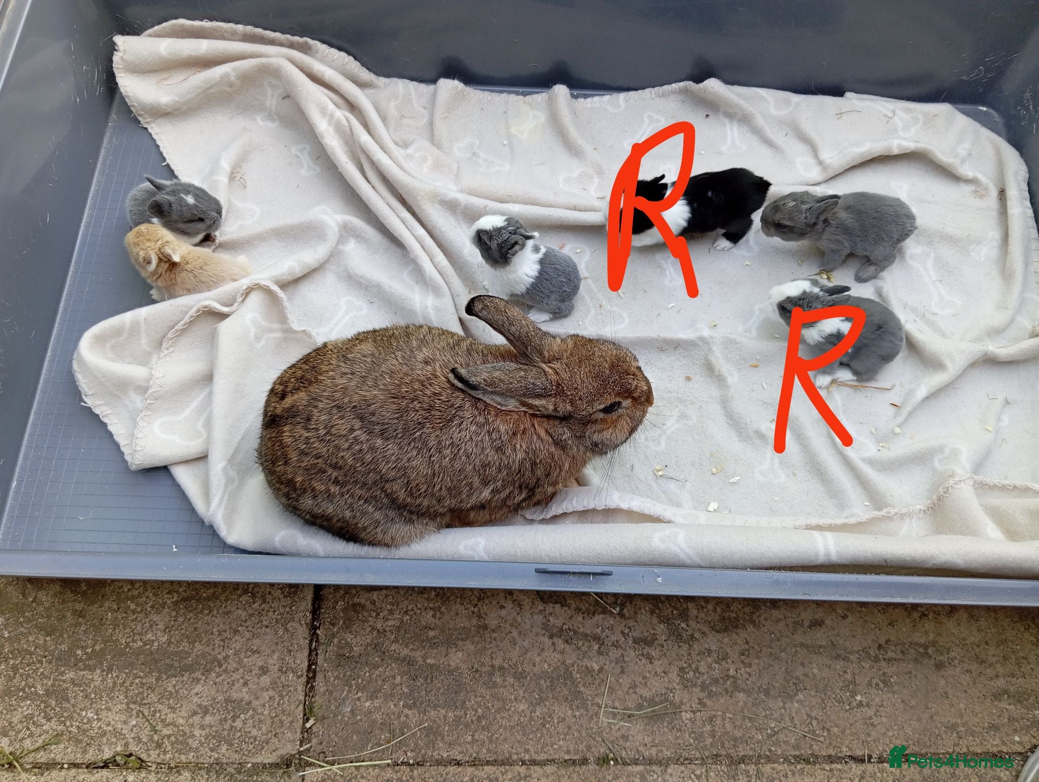 Mixed Breed rabbits 4 Dutch x Netherland kits + lionhead buck in Luton - Advert 17