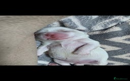 Shih Tzu dogs for stud: Lilac imperial shih tzu for stud in Clydebank - Image 14